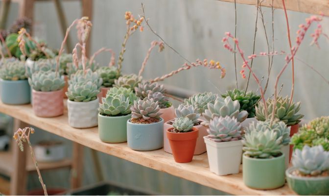 Pozsgás növények a Bernikert Webshopban