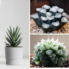 Különleges haworthiák