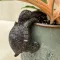 Pot-hanging turtle figurine