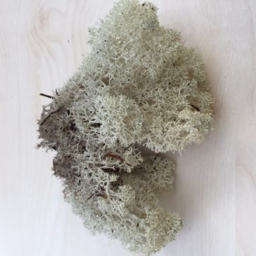 Iceland moss, sand color 500g