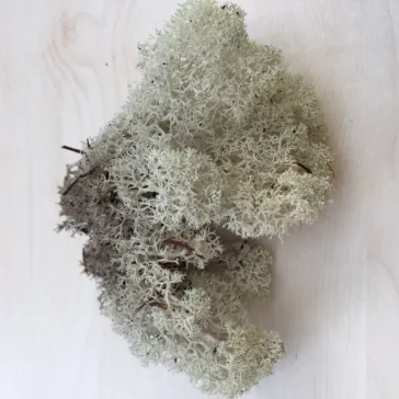 Iceland moss, sand color 500g