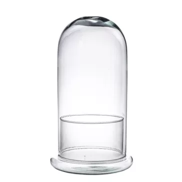 Glass plant terrarium