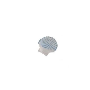 Seashell (self-adhesive)