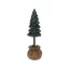 Pine tree in pot