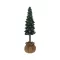 Pine tree in pot 14cm