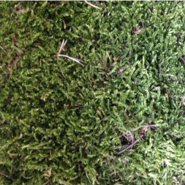 Dried moss