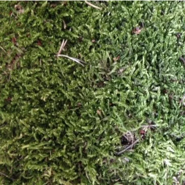 Dried moss