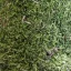 Dried moss
