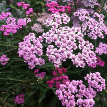 Achillea millefolium 'Dwarf Pink'