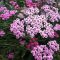 Achillea millefolium 'Dwarf Pink'
