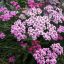 Achillea millefolium 'Dwarf Pink'