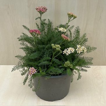 Achillea millefolium 'Dwarf Pink'