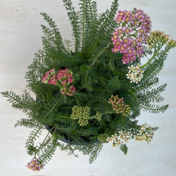 Achillea millefolium 'Dwarf Pink'