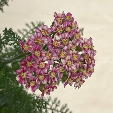 Achillea millefolium 'Dwarf Pink'