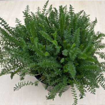 Achillea millefolium 'Pink'