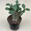 Adenium 'Baobab'