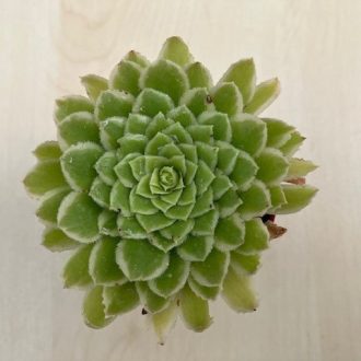 Aeonium 'Emerald Ice'