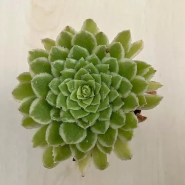 Aeonium 'Emerald Ice'