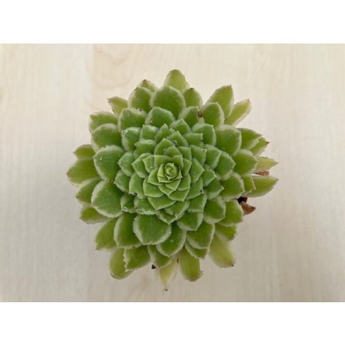 Aeonium 'Emerald Ice'
