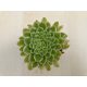 Aeonium 'Emerald Ice'