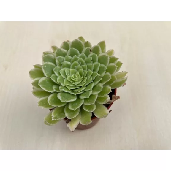 Aeonium 'Emerald Ice'