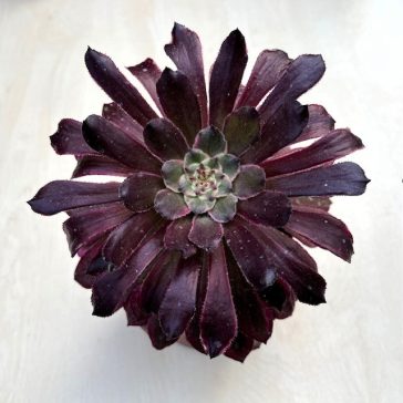 Aeonium 'Mardi Gras'