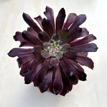 Aeonium 'Mardi Gras'