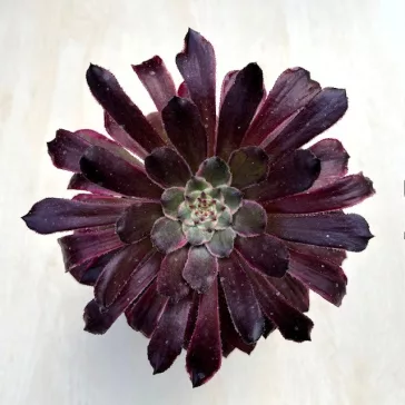 Aeonium 'Mardi Gras'