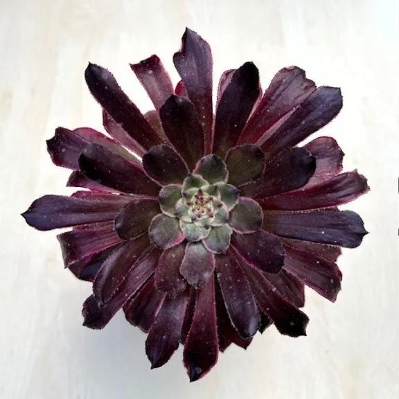 Aeonium 'Mardi Gras'