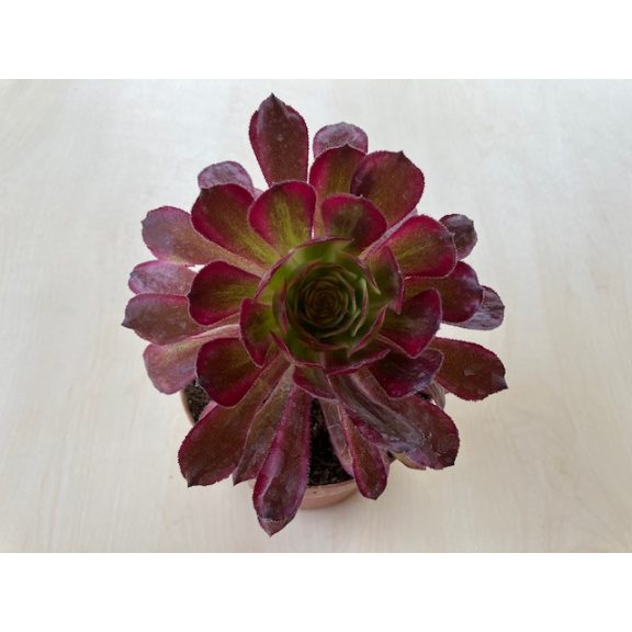 Aeonium 'Mardi Gras'