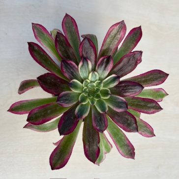Aeonium 'Mardi Gras'