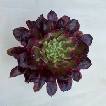 Aeonium 'Mardi Gras'
