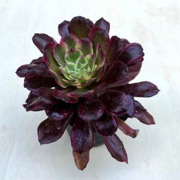 Aeonium 'Mardi Gras'