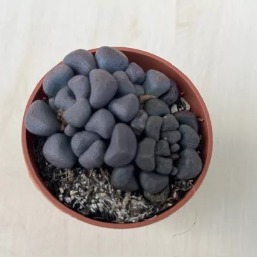Aloinopsis schooneesii