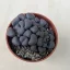 Aloinopsis schooneesii