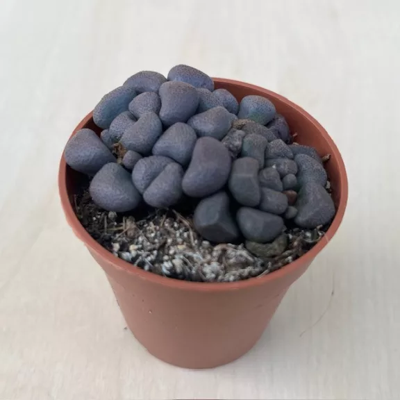 Aloinopsis schooneesii Aloinopsis schooneesii