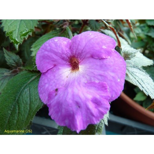 Hot Water Plant 'Aquamarine'