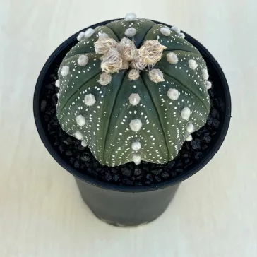 Astrophytum asterias 'Star Shape'