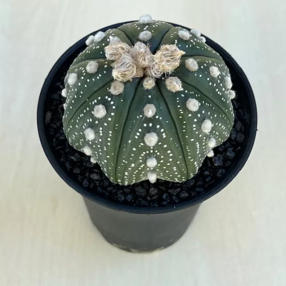 Astrophytum asterias 'Star Shape' Astrophytum asterias 'Star Shape'