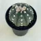 Astrophytum asterias 'Star Shape'