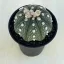 Astrophytum asterias 'Star Shape'