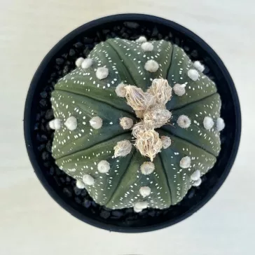 Astrophytum asterias 'Star Shape'