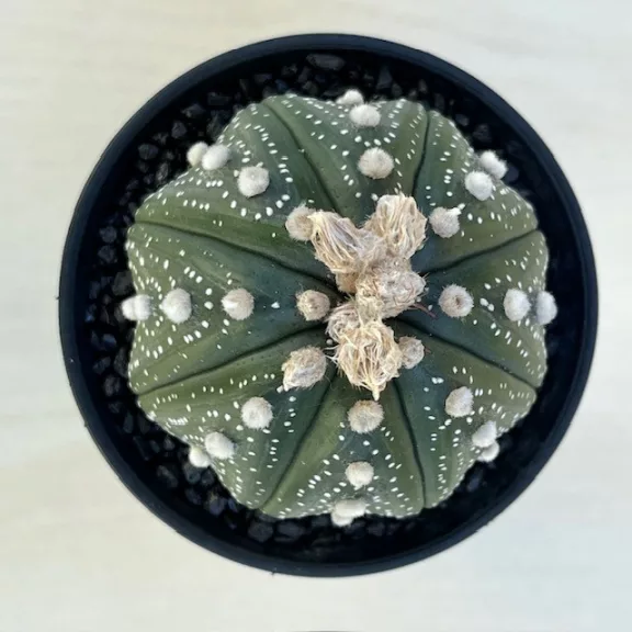 Astrophytum asterias 'Star Shape' Astrophytum asterias 'Star Shape'