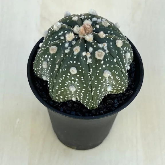 Astrophytum asterias 'Star Shape' Astrophytum asterias 'Star Shape'