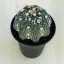 Astrophytum asterias 'Star Shape'