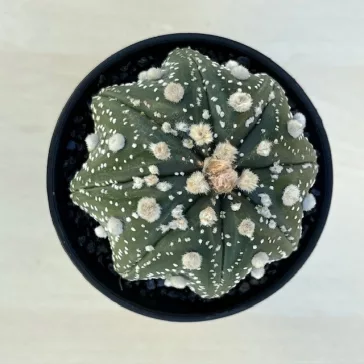 Astrophytum asterias 'Star Shape'
