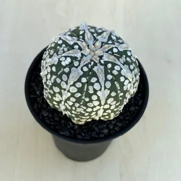 Astrophytum asterias 'Super Kabuto'