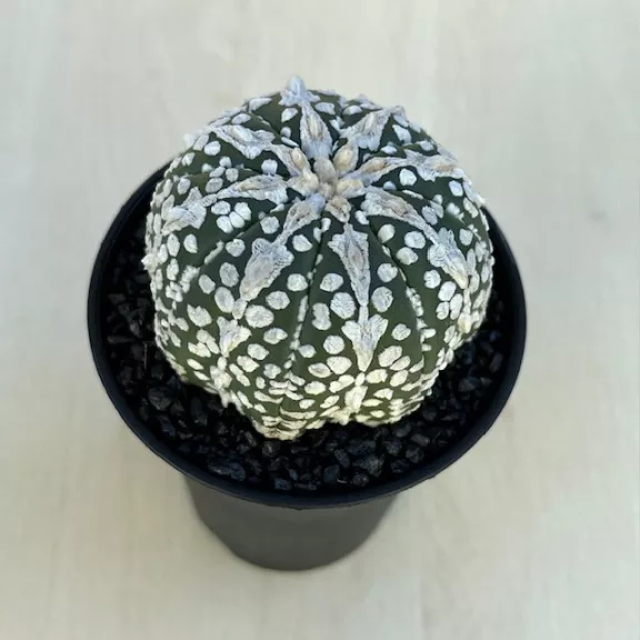 Astrophytum asterias 'Super Kabuto' Astrophytum asterias 'Super Kabuto'
