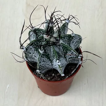 Goat's horns - Astrophytum capricorne