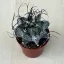 Goat's horns - Astrophytum capricorne